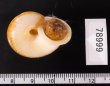 ヒロクチクスミヤマタニシ (仮称) Cyclophorus perdix tubafig.2