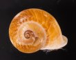 ヒロクチクスミヤマタニシ (仮称) Cyclophorus perdix tubafig.1