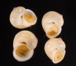 スジイリアオミオカタニシ Leptopoma perlucidumfig.1
