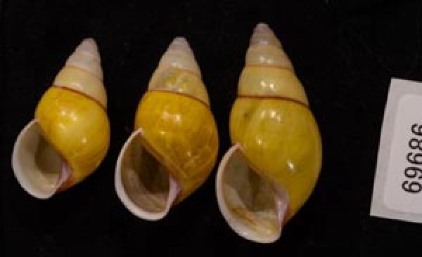 キャンダラマンウコンマイマイ (仮称) Amphidromus quadrasi cadaraman palwanensisfig.1