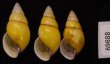 キャンダラマンウコンマイマイ (仮称) Amphidromus quadrasi cadaraman palwanensisfig.1