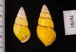 キャンダラマンウコンマイマイ (仮称) Amphidromus quadrasi cadaraman palwanensisfig.2