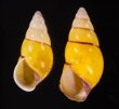 キャンダラマンウコンマイマイ (仮称) Amphidromus quadrasi cadaraman palwanensisfig.1