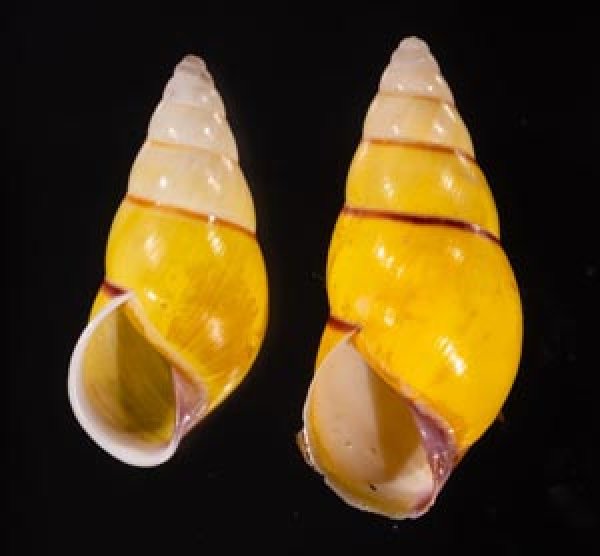 キャンダラマンウコンマイマイ (仮称) Amphidromus quadrasi cadaraman palwanensisfig.1