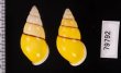 キャンダラマンウコンマイマイ (仮称) Amphidromus quadrasi cadaraman palwanensisfig.2