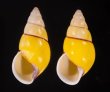 キャンダラマンウコンマイマイ (仮称) Amphidromus quadrasi cadaraman palwanensisfig.1