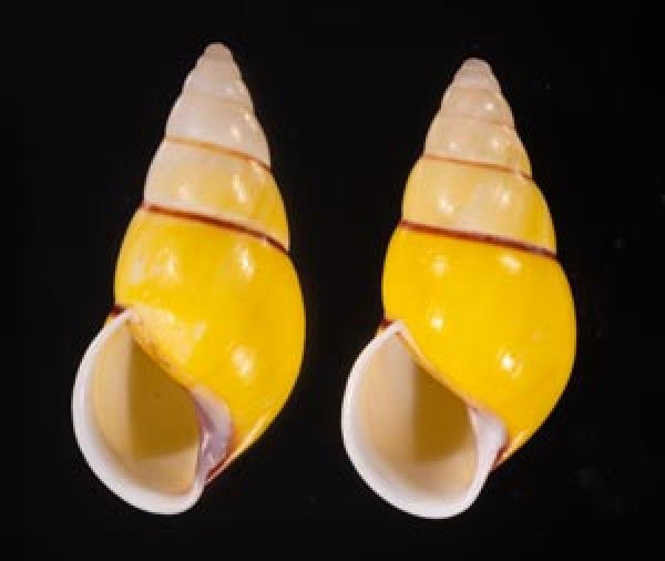 キャンダラマンウコンマイマイ (仮称) Amphidromus quadrasi cadaraman palwanensisfig.1