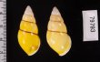 キャンダラマンウコンマイマイ (仮称) Amphidromus quadrasi cadaraman palwanensisfig.2