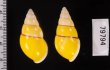 キャンダラマンウコンマイマイ (仮称) Amphidromus quadrasi cadaraman palwanensisfig.2