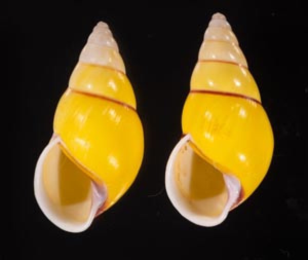 キャンダラマンウコンマイマイ (仮称) Amphidromus quadrasi cadaraman palwanensisfig.1
