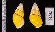 キャンダラマンウコンマイマイ (仮称) Amphidromus quadrasi cadaraman palwanensisfig.2