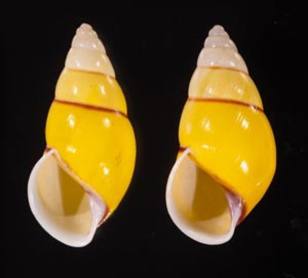 キャンダラマンウコンマイマイ (仮称) Amphidromus quadrasi cadaraman palwanensisfig.1