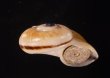 ヒロクチパプアアツブタ 未詳 Cyclotus aff. canaliculatusfig.2