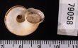 ヒロクチパプアアツブタ 未詳 Cyclotus aff. canaliculatusfig.3