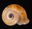 ヒロクチパプアアツブタ 未詳 Cyclotus aff. canaliculatusfig.1