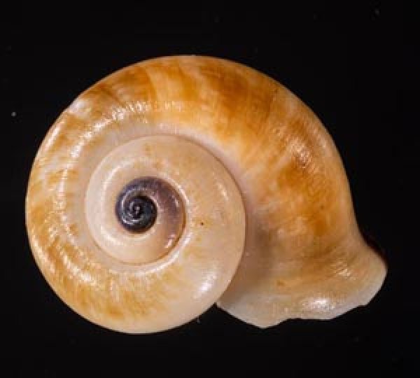 ヒロクチパプアアツブタ 未詳 Cyclotus aff. canaliculatusfig.1