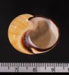 クロヘリコダママイマイ Polymita picta nigrolimbatafig.3