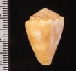 ベニフジサヤガタイモ Conus miliarisfig.2