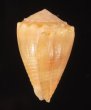 ベニフジサヤガタイモ Conus miliarisfig.3