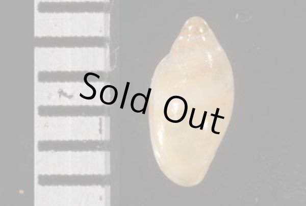 画像2: テラマチコゴメガイ (2)