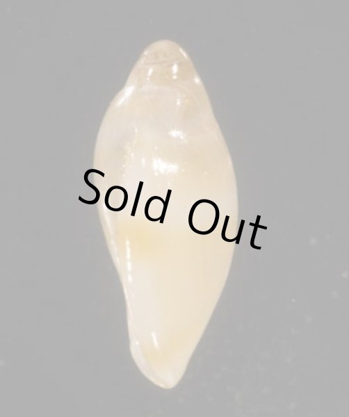 画像3: テラマチコゴメガイ (3)