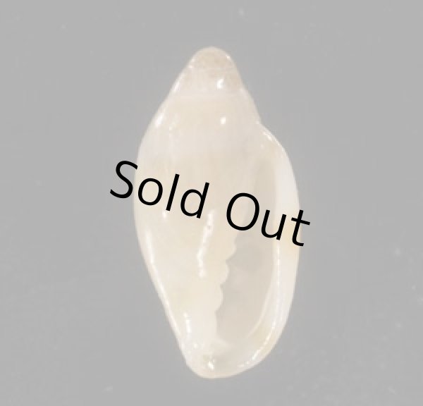 画像1: テラマチコゴメガイ (1)