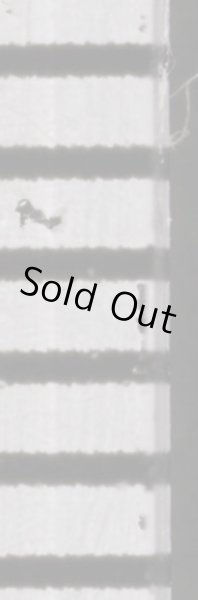 画像2: テラマチコゴメガイ (2)