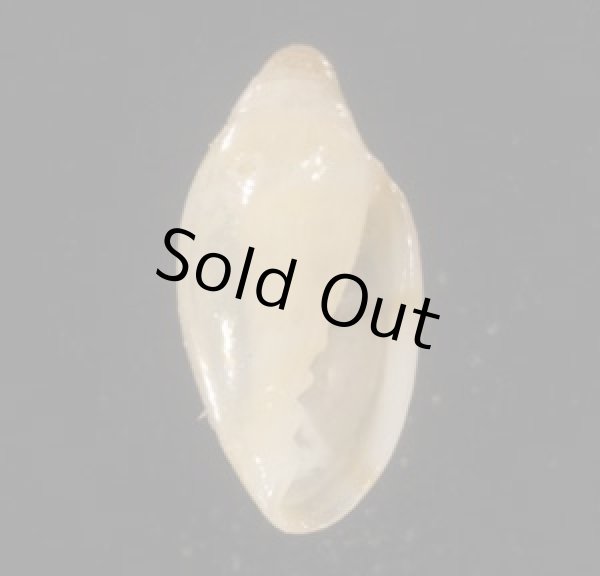 画像1: テラマチコゴメガイ (1)