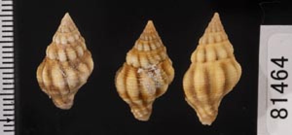 画像2: フォルスカルツノマタモドキ (2)