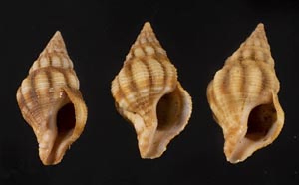 画像1: フォルスカルツノマタモドキ (1)