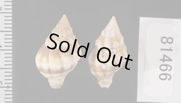 画像2: フォルスカルツノマタモドキ (2)