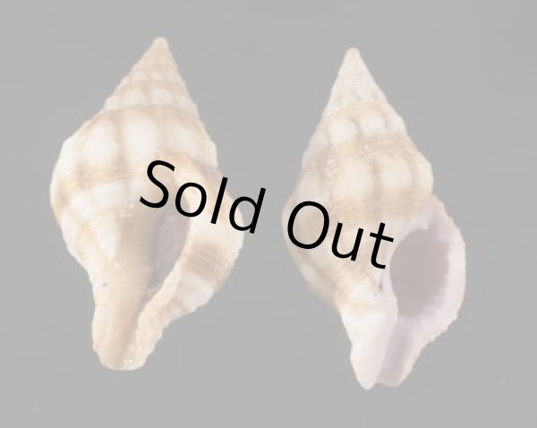 画像1: フォルスカルツノマタモドキ (1)