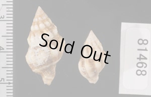 画像2: フォルスカルツノマタモドキ (2)