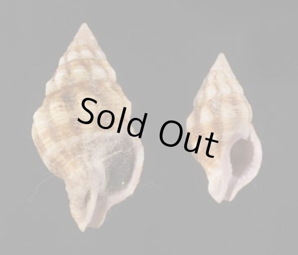 画像1: フォルスカルツノマタモドキ (1)