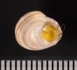 クロスジシタダミ (仮称) Gibbula zonatafig.2
