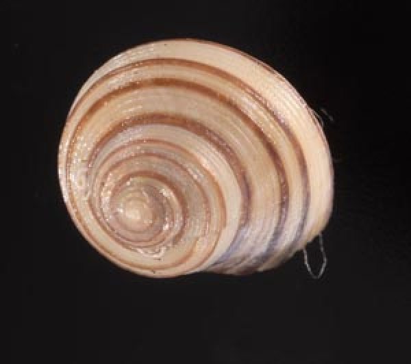 クロスジシタダミ (仮称) Gibbula zonatafig.1