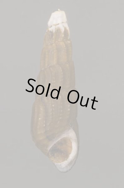 画像1: イボカワニナ (1)