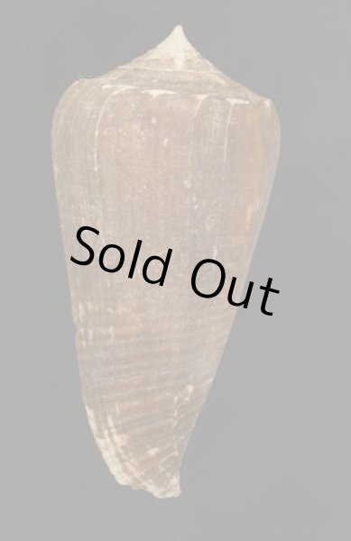 画像3: フクスケヤキイモ (3)