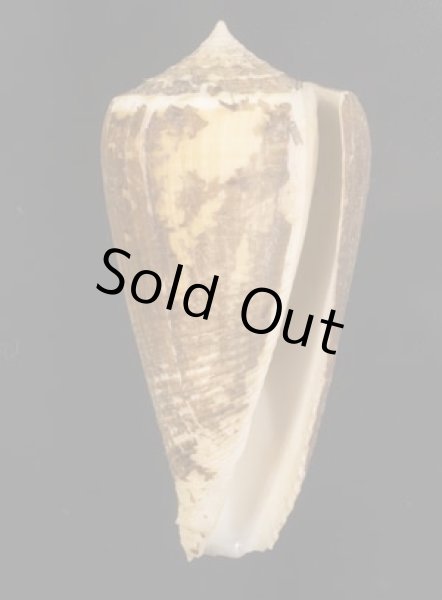 画像1: フクスケヤキイモ (1)