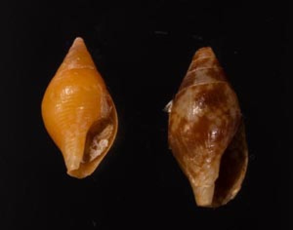 フトオビニナ Pardalinops testudinaria testudinariafig.1