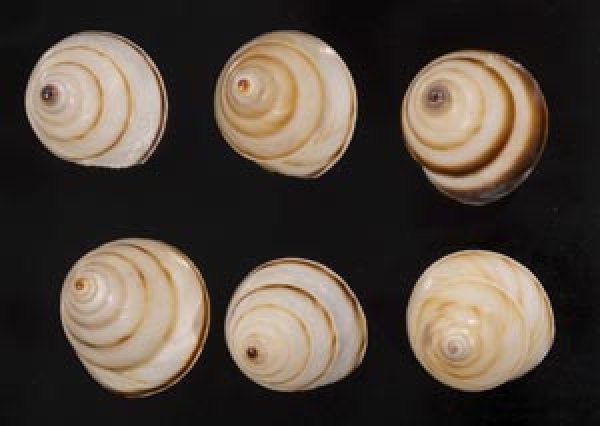 画像1: ササックマイマイ SALE! (1)