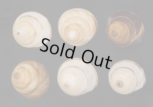 画像1: ササックマイマイ SALE! (1)