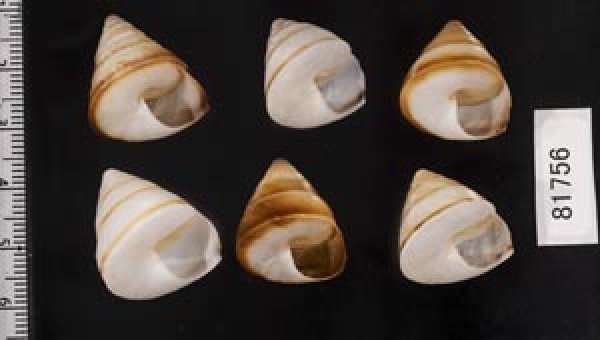 画像2: ササックマイマイ SALE! (2)