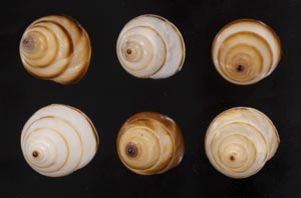 画像1: ササックマイマイ SALE! (1)