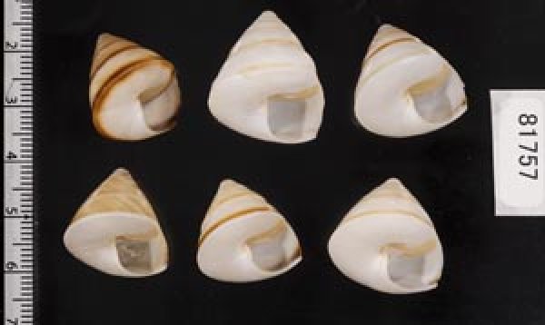 画像2: ササックマイマイ SALE! (2)