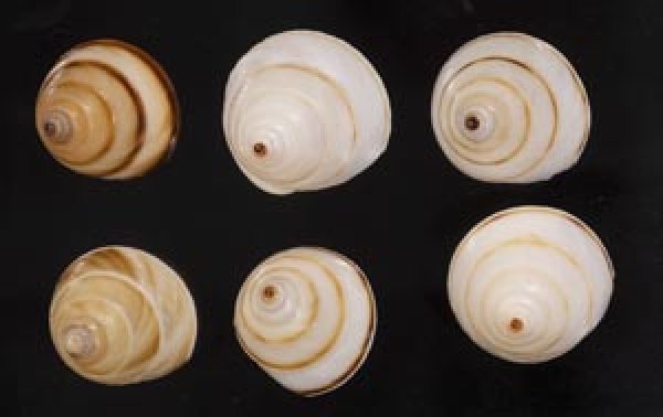 画像1: ササックマイマイ SALE! (1)