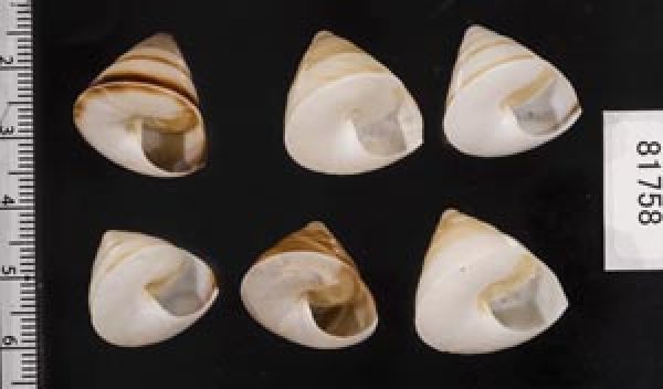 画像2: ササックマイマイ SALE! (2)