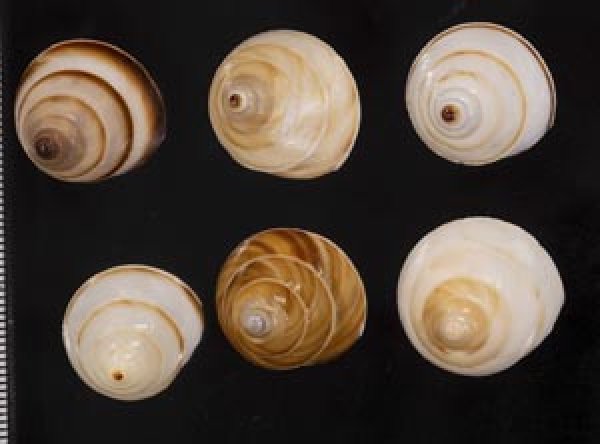 画像1: ササックマイマイ SALE! (1)