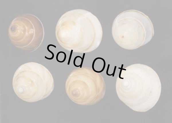 画像1: ササックマイマイ SALE! (1)