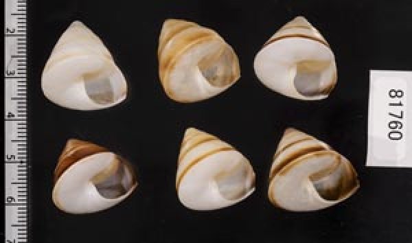 画像2: ササックマイマイ SALE! (2)